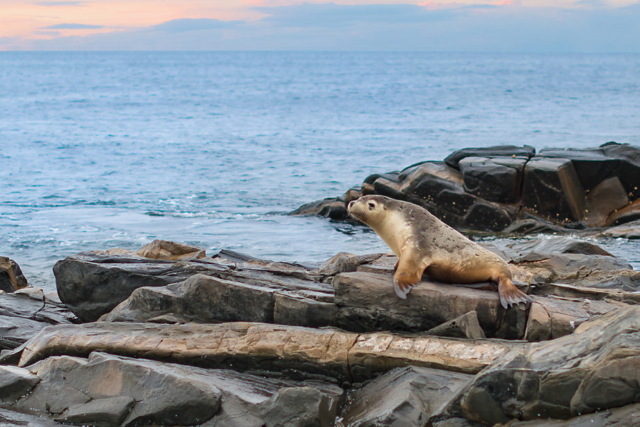 Seals at Kangaroo Island