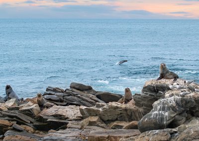 Seals at Kangaroo Island